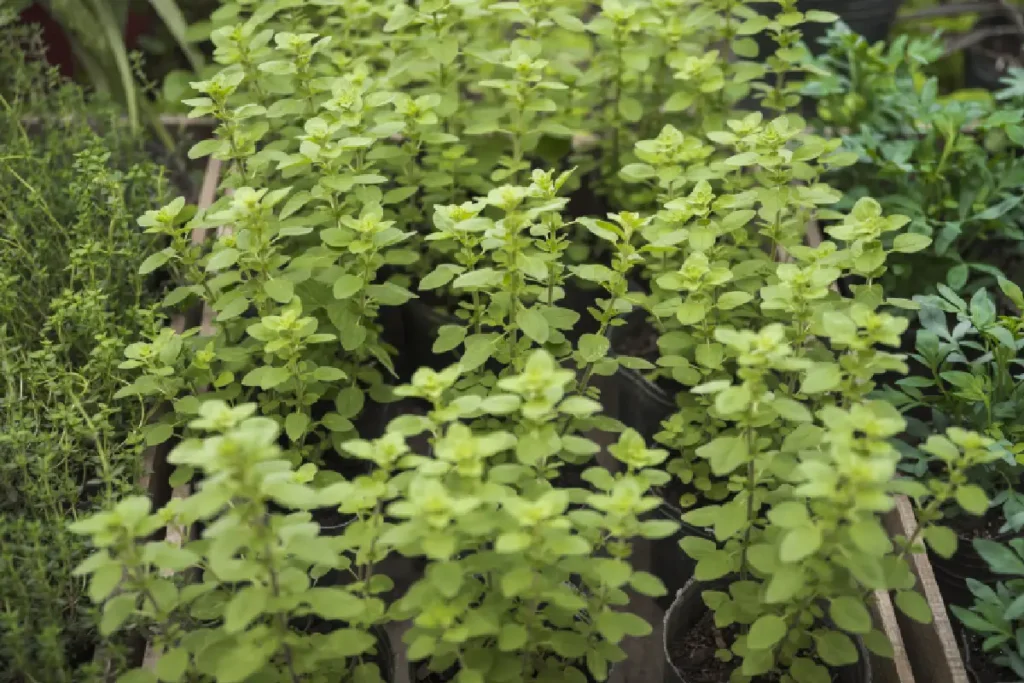 Green Tulsi plants in a nursery, symbolizing purity and devotion, commonly associated with the Tulsi Chalisa.