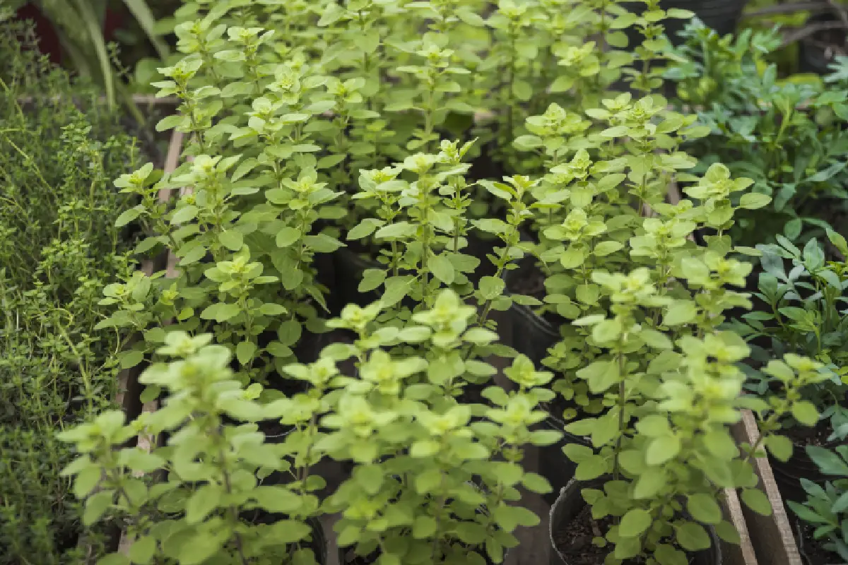 Green Tulsi plants in a nursery, symbolizing purity and devotion, commonly associated with the Tulsi Chalisa.